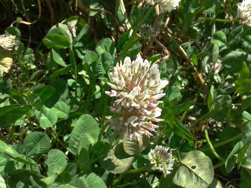 Trifolium repens